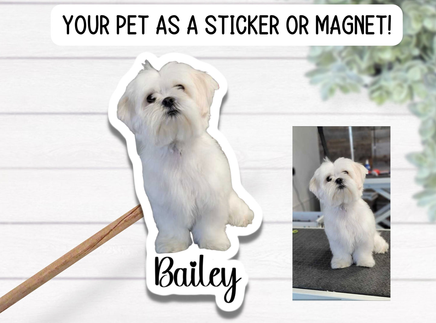 Dog Photo Sticker, Custom Pet Sticker, Custom Dog Stickers, Dog Name Sticker, Cat photo Sticker, Dog Stickers, animal, magnet, cat mom gift